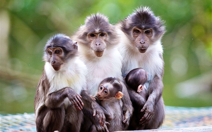 원숭이 가족, 어머니, 아기 배경 화면 그림