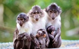 원숭이 가족, 어머니, 아기 HD 배경 화면