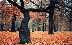 공원, 나무, 지상에 붉은 단풍 HD 배경 화면
