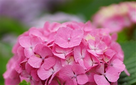 핑크 수국 꽃