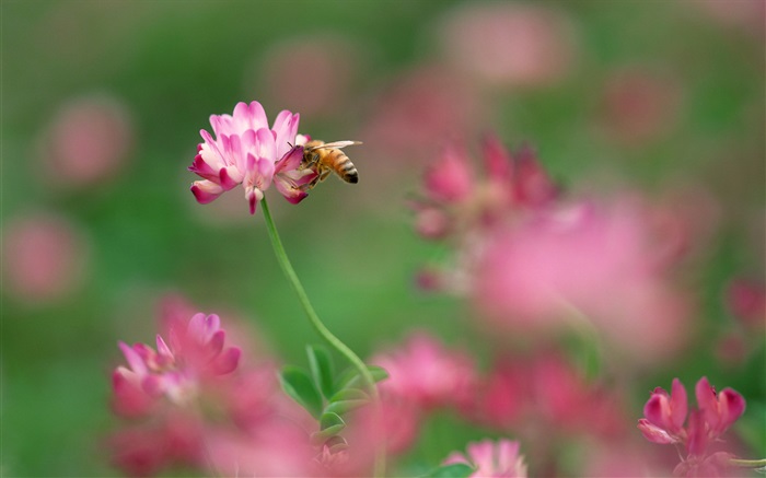 핑크 작은 꽃, 꿀벌 배경 화면 그림