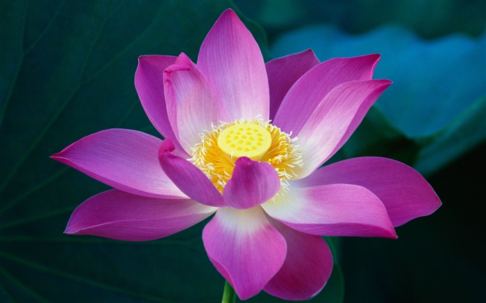 핑크 로터스 꽃 근접 배경 화면 그림