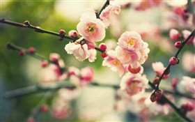 핑크 매화 꽃, 나뭇잎 HD 배경 화면