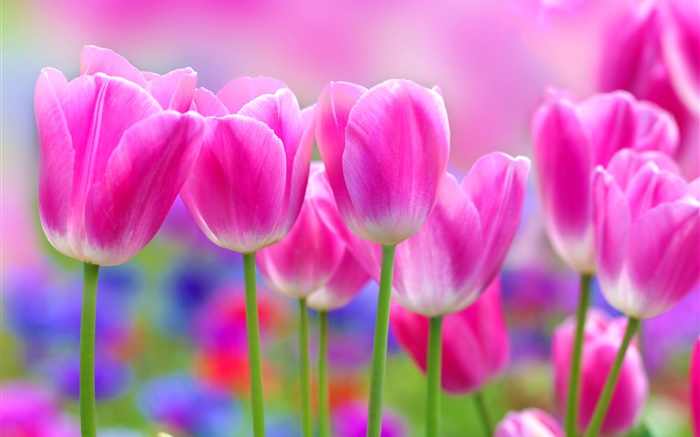 핑크 튤립 꽃, 흐림 배경 배경 화면 그림