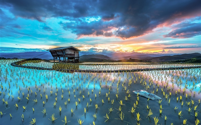 농장, 쌀, 오두막, 아름다운 아시아 풍경 배경 화면 그림