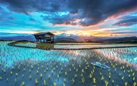 농장, 쌀, 오두막, 아름다운 아시아 풍경 HD 배경 화면