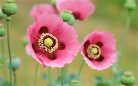 양귀비 꽃 매크로 사진