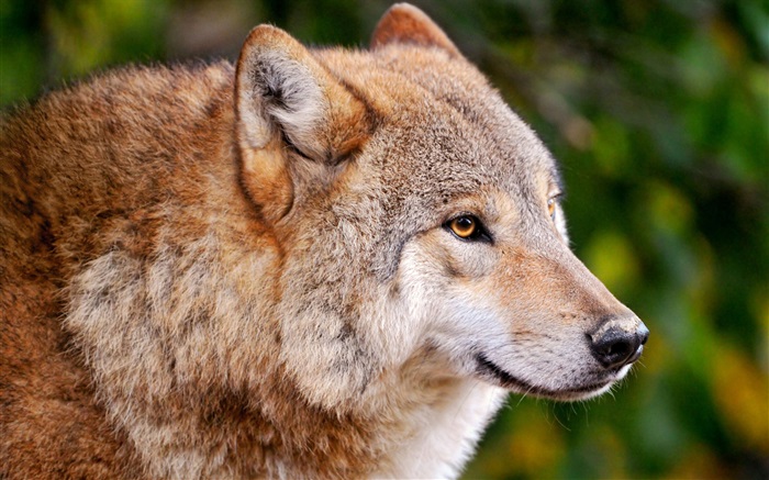 육식 동물, 늑대 배경 화면 그림