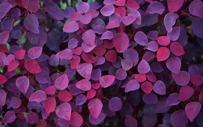 보라색 잎, 식물 배경 화면 그림