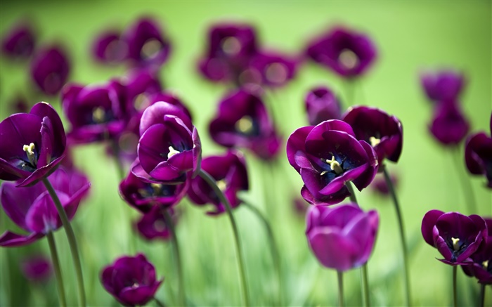 보라색 튤립 꽃, 녹색 배경 배경 화면 그림