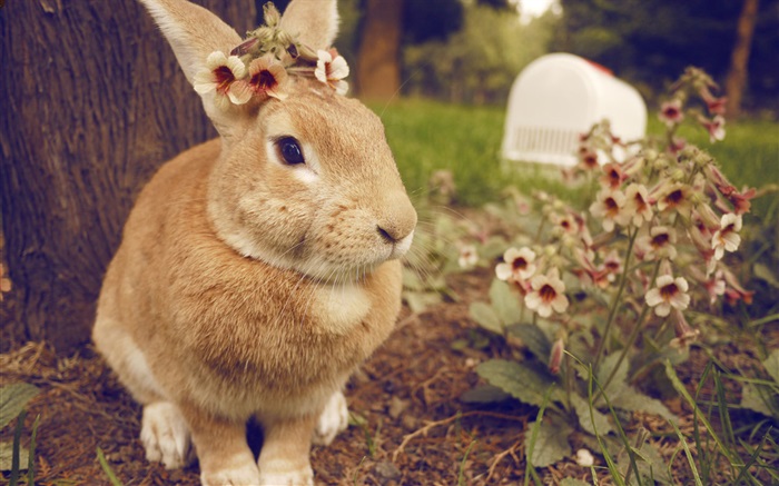 토끼와 꽃 배경 화면 그림