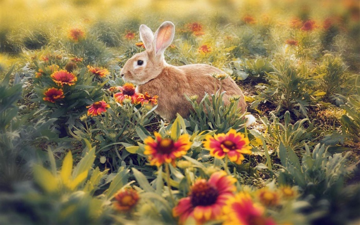 꽃에 숨겨진 토끼 배경 화면 그림