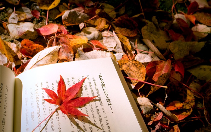 붉은 단풍, 일본어 책 배경 화면 그림