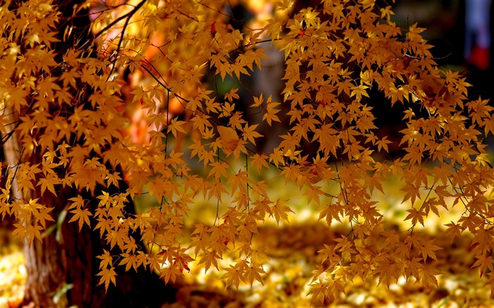 붉은 단풍 나무 잎, 나무, 가을 배경 화면 그림