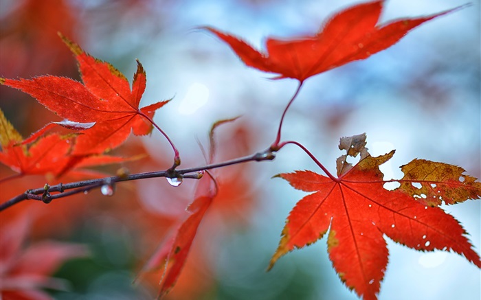 붉은 단풍 나무 잎, 물 방울 배경 화면 그림