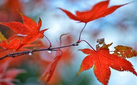 붉은 단풍 나무 잎, 물 방울
