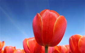 확대 빨간 튤립 꽃, 푸른 하늘 HD 배경 화면