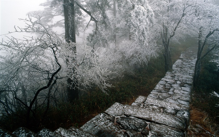 빙과 풍경, 나무, 겨울, 눈, 풍경 중국 배경 화면 그림