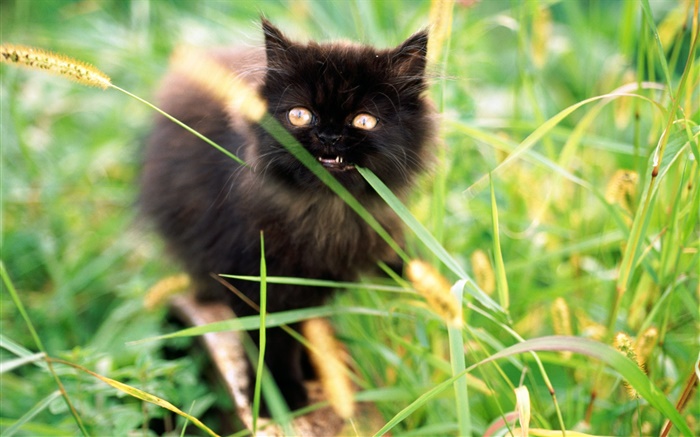 잔디에 작은 검은 고양이 배경 화면 그림