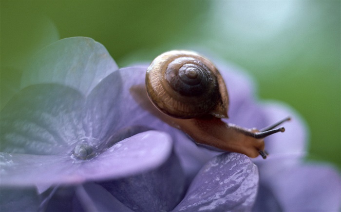 달팽이, 푸른 꽃 배경 화면 그림
