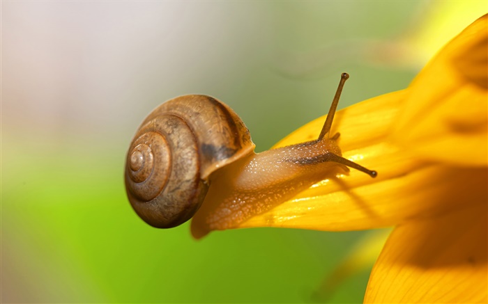 달팽이 근접 촬영, 노란색 꽃 꽃잎 배경 화면 그림