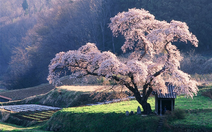 봄 벚꽃 배경 화면 그림