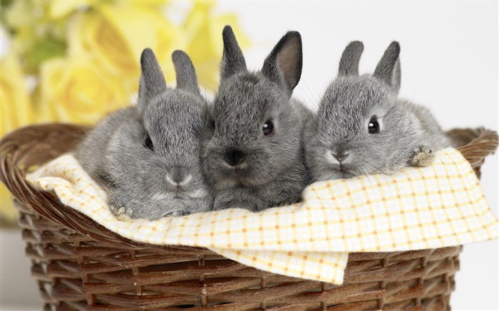 세 회색 토끼 배경 화면 그림