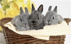 세 회색 토끼 HD 배경 화면