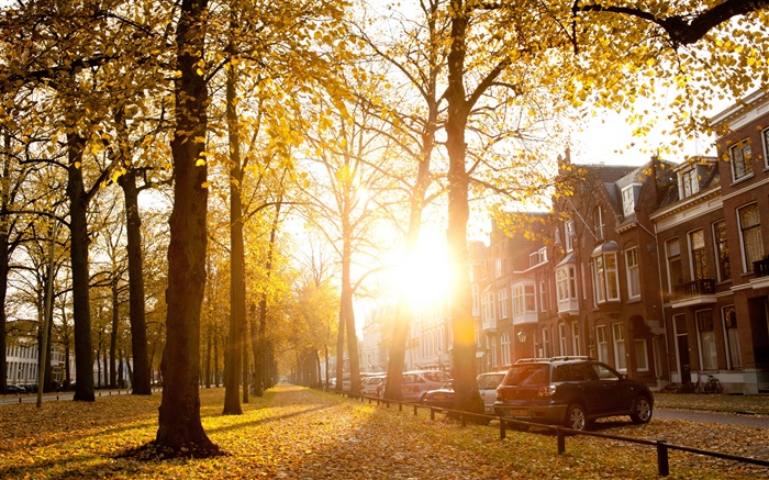 나무, 햇빛, 가을, 주택 배경 화면 그림