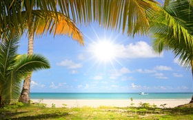 열 대 해변, 햇빛, 야자수 HD 배경 화면