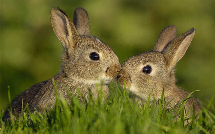 두 회색 토끼 배경 화면 그림