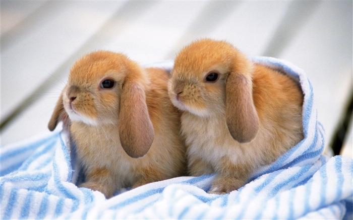 두 토끼 새끼 배경 화면 그림