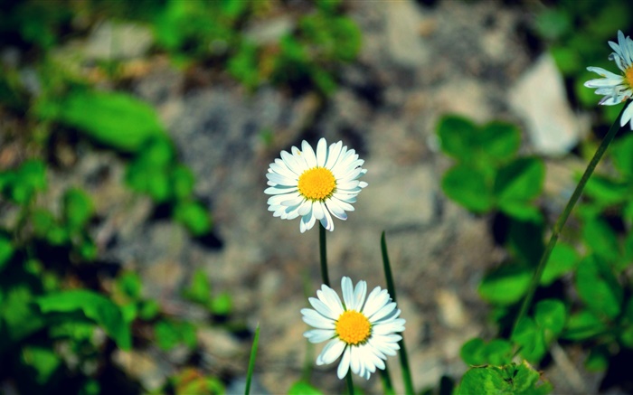 두 개의 흰색 데이지 꽃 배경 화면 그림