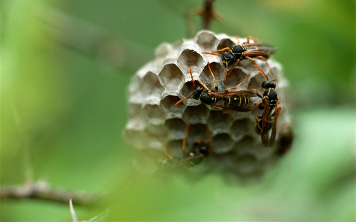 말벌, 곤충 배경 화면 그림