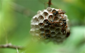 말벌, 곤충 HD 배경 화면