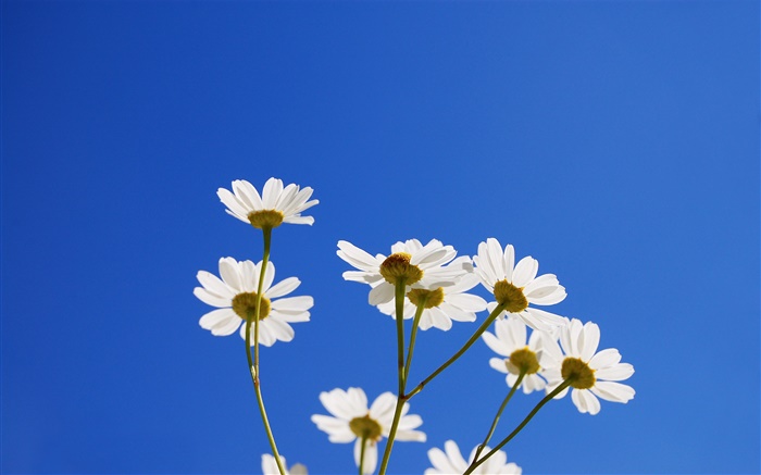 흰색 작은 꽃, 푸른 하늘 배경 화면 그림