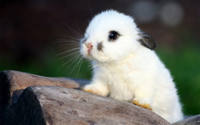 흰 토끼 배경 화면 그림