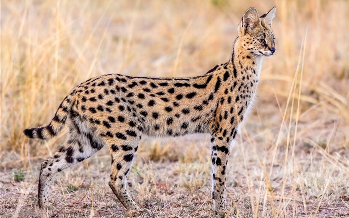 야생 동물, Serval의 고양이 배경 화면 그림