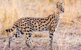 야생 동물, Serval의 고양이 HD 배경 화면