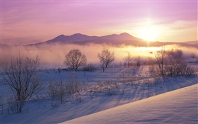 겨울 아침, 눈, 나무, 안개, 일출