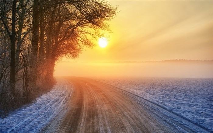 겨울 일출, 도로, 안개, 나무 배경 화면 그림