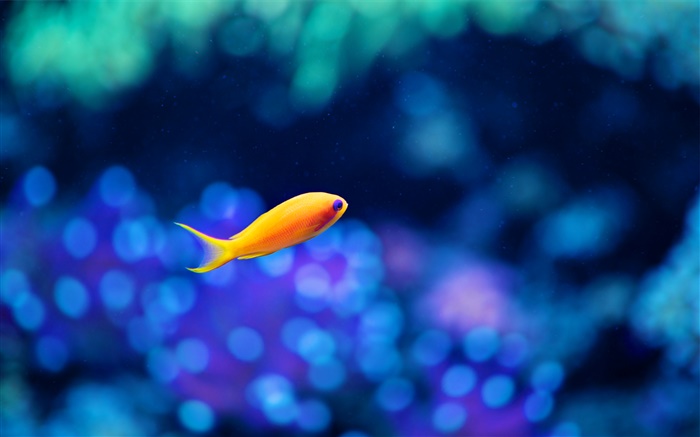 노란 물고기, 푸른 물 배경 화면 그림