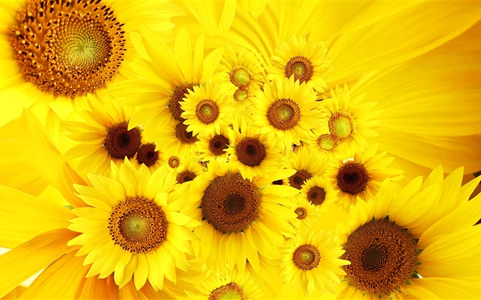 노란색 꽃, 해바라기 배경 화면 그림