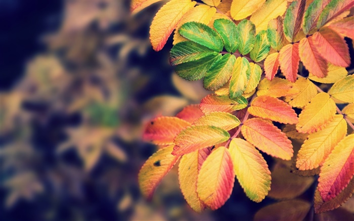 노란 단풍, 가을 배경 화면 그림