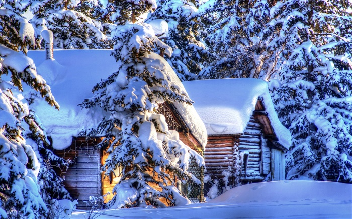 알래스카, 두꺼운 눈, 숲, 가문비 나무, 오두막, 겨울 배경 화면 그림