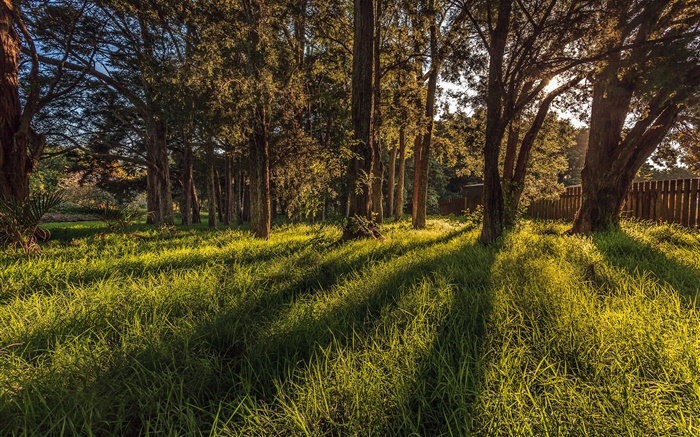오클랜드 식물원, 나무, 잔디, 뉴질랜드 배경 화면 그림