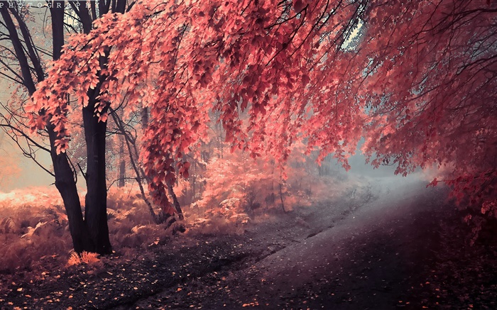 가을 색, 붉은 단풍, 경로 배경 화면 그림