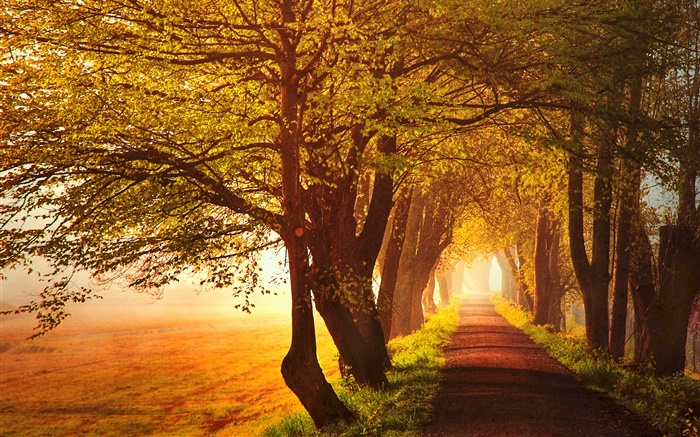 가을, 새벽, 나무, 도로, 안개 배경 화면 그림