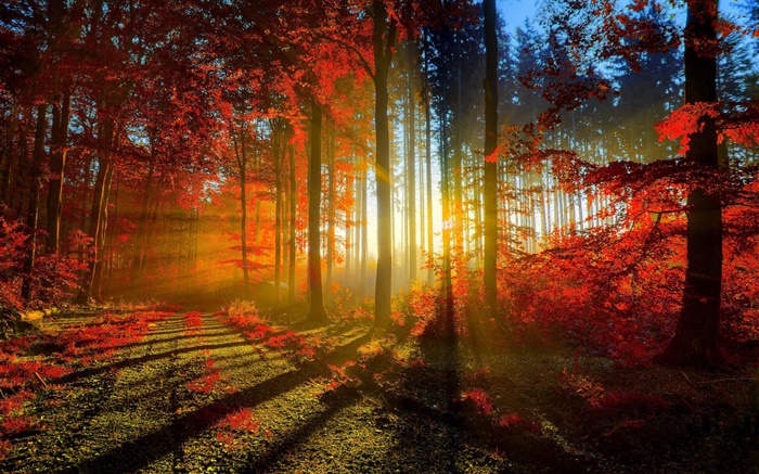 가을, 숲, 나무, 태양 광선 배경 화면 그림