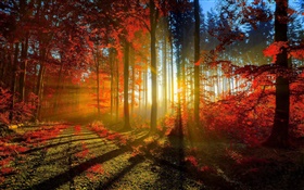 가을, 숲, 나무, 태양 광선